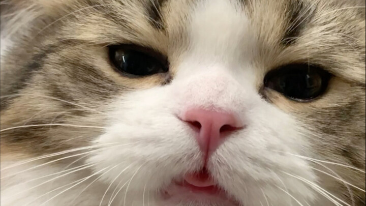 Có ai cần “Yang” miễn phí từ Tiểu Bạo Vương không!