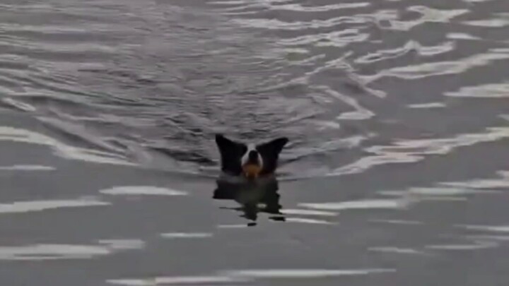 Big Dog: Do I have to go down too?