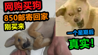 花850去网购一只小田园犬，一星期不到就开始呕吐，这也太真实了吧！
