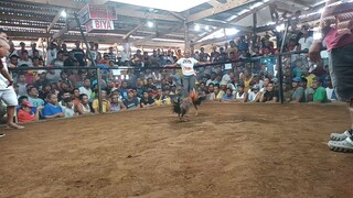 Gnc Game Farm Golden boy sweater