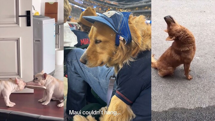 Dog: In chill mode—please don’t disturb!