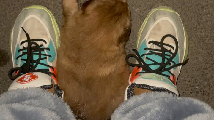 Chú cún con lang thang trong tuyết