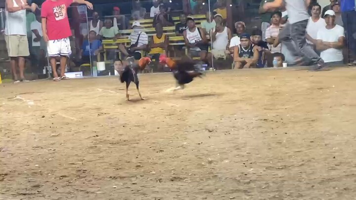 3hits derby ulutan 4-9-2026 3rd fight para champion.Win🏆          entry name : Zion & Greyzen