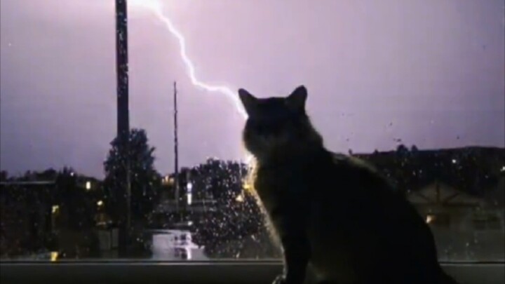 “猫猫队开大招”