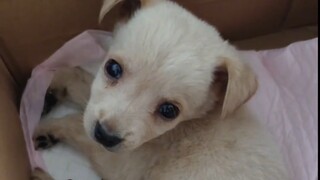 Con chó con nghĩ rằng điều cuối cùng nó nhìn thấy là tôi, nhưng hóa ra đó lại là điều đầu tiên