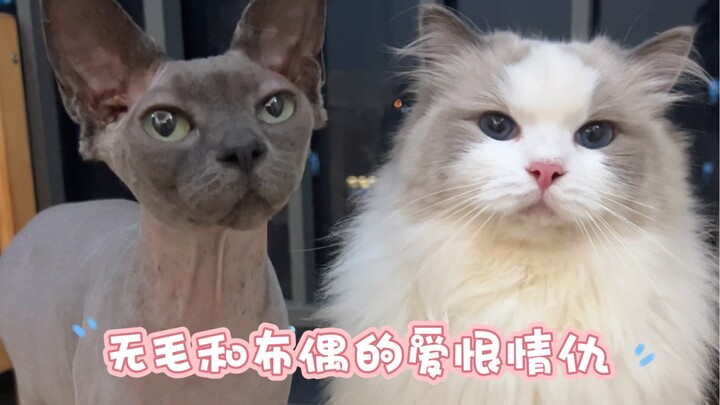 Chẳng lẽ mèo không lông trong giới mèo được coi là soái ca ư?