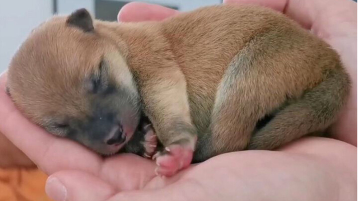 The Cutest Baby Shiba Inu [Shiro Suki]