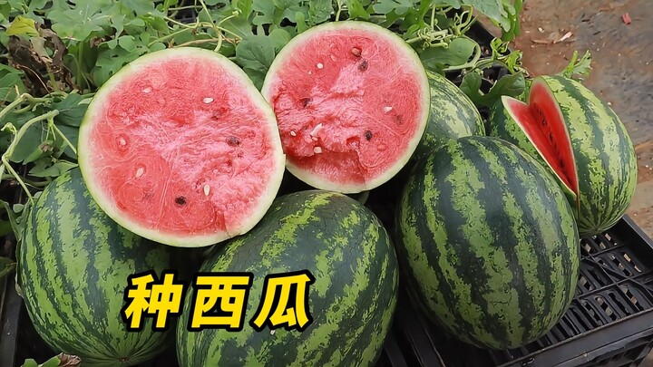 Can I plant seeds from watermelons I bought at the market? Teach you how to grow big watermelons at 