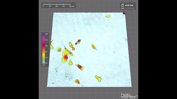 Following breast cancer cells over time without cell markers | HoloMonitor®