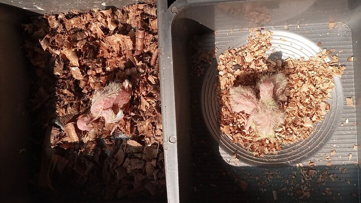 ককাটেল পাখি