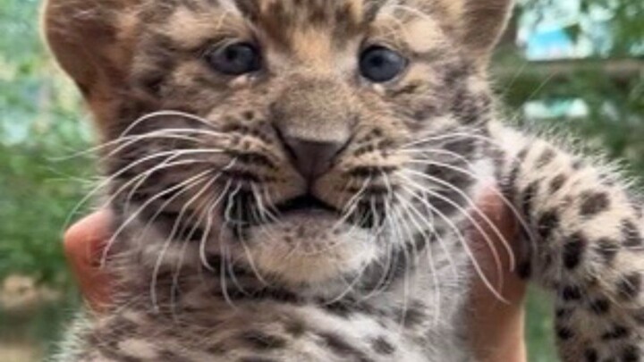 When you try to kiss a baby leopard, it scrunches up its face in disgust and even lets out a hiss to