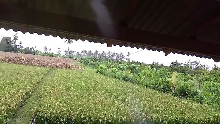 hijau mata memandang