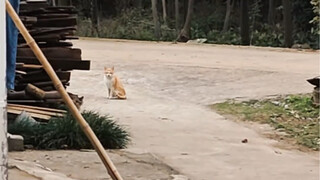 لقد أعطيتك فقط سمكة تبقت من الطعام، فكيف تعرف أنني أستطيع الاعتناء بها بشكل جيد؟