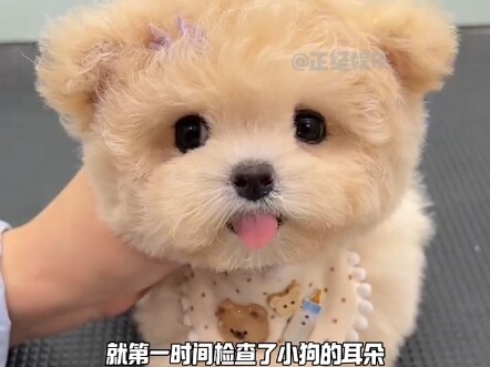 Does anyone still believe the cuteness of these dogs in the video? #Flying-Ear Puppy #Mickey-Ear Bic