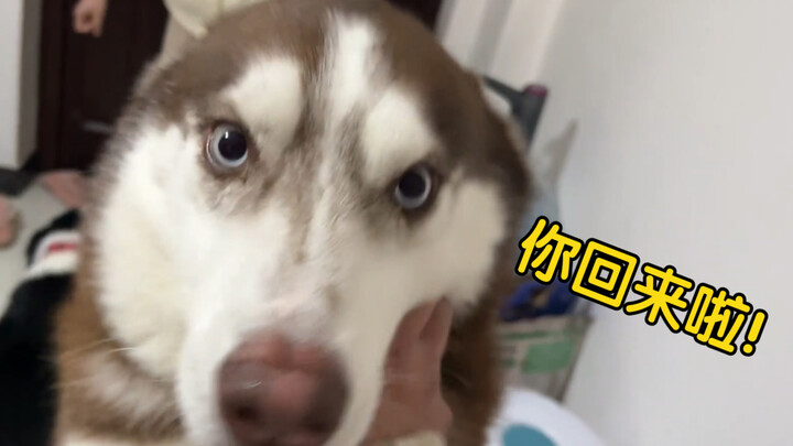 男女主人一日未归，回家后狗子们的反应是？