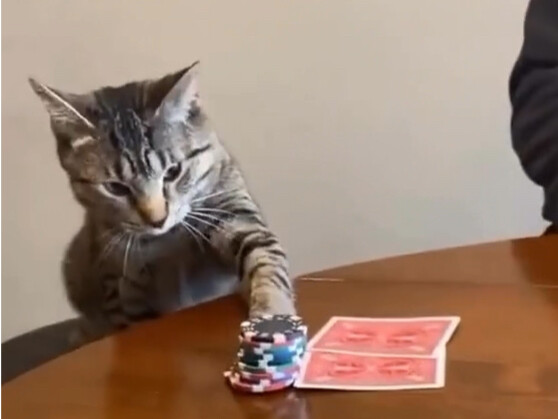 قطط تُظهِر قوّتها زورًا