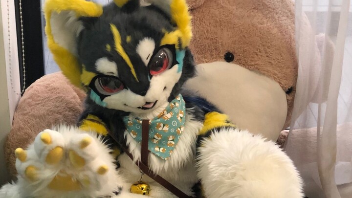 [Costume/Fursuit] Can you resist this handsome, always-dominant Shiba Inu? Come on in and RUA those 