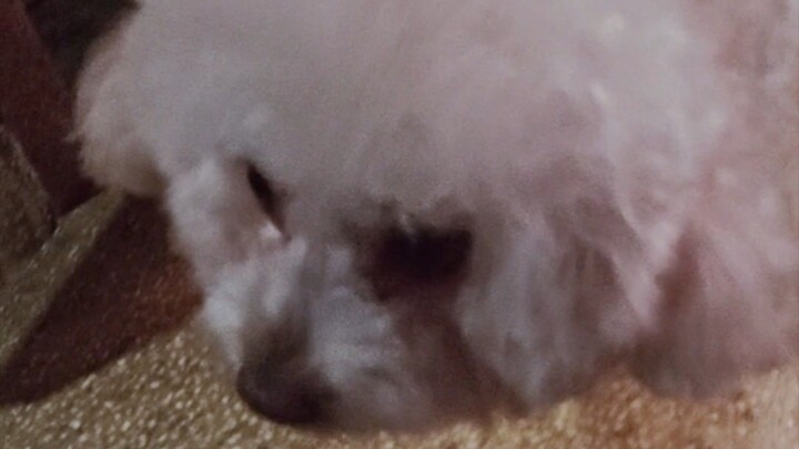 my cute dogs