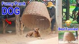 Wow !! Best Funny Super Huge Handmade Basket Prank on Dog Very Funny