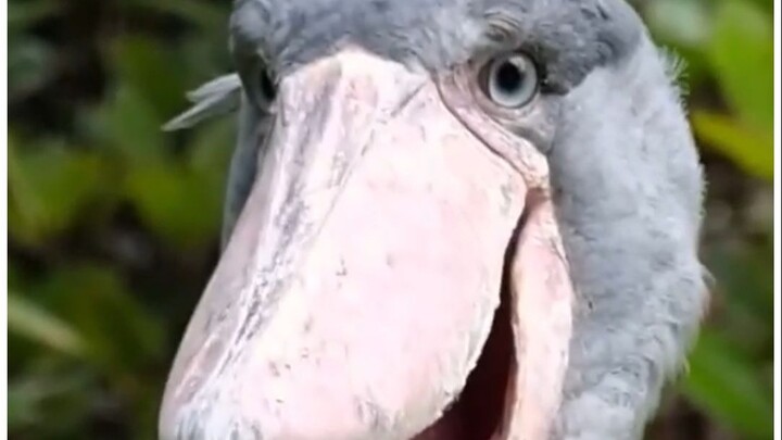 Which of the more than twenty bird calls have you heard?