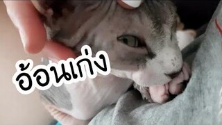 Ep13 ความน่ารัก ขี้อ้อน ของเจ้าโซลาร์&ซัมเมอร์ น้องแมวพันธุ์สฟิงซ์