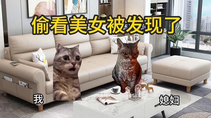 [Cat Meme] Caught peeking at a beauty—no way you’re getting away with it!