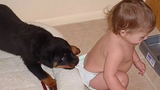 สุนัข Rottweiler ปกป้องและเล่นกับทารกเด็กรวบรวม - สุนัขปกป้องเจ้าของวิดีโอ