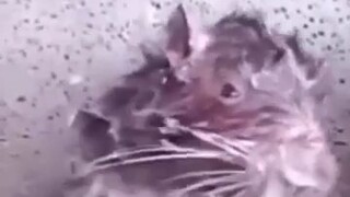 the rat