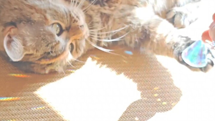 Princess, please play with the crystal cat teaser rod.