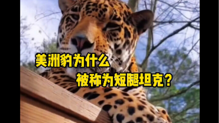 Jaguar sangat lucu, tetapi ia juga seorang pemburu serbaguna, yang juga disebut sebagai "tank berkak