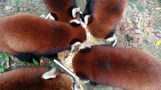 ที่แท้ทุกครั้งที่กินข้าว ก็จะเหลือที่ไว้ให้ฉันตลอด จริงๆ แล้วเห็นฉันเป็นพวกเดียวกันเลยใช่ไหม