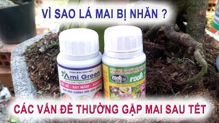 lý do lá mai sau tết hay bị nhăn - các vấn đề thường gặp khi hồi phục sau Tết đến cuối tháng Giêng