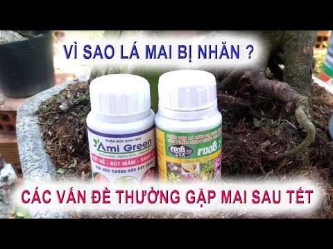 lý do lá mai sau tết hay bị nhăn - các vấn đề thường gặp khi hồi phục sau Tết đến cuối tháng Giêng