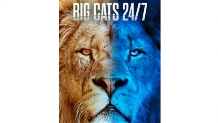 Big Cats 24:7, Series 1, Episode 5