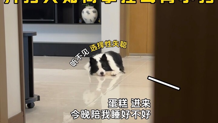 How dog owners can "handle" a hard-of-hearing puppy