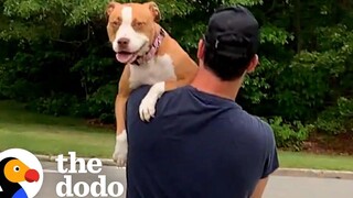 Rescue Pittie รักพ่อแม่ใหม่ของเธอมาก โดโด้