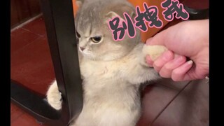 Mèo: Tôi khó chịu quá, đừng chạm vào tôi.