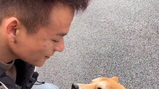 Menggigit orang untuk melindungi makanan Shiba Inu (5)