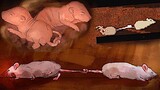 You're A Rat With A Dead Rat Tied To Your Tail In This Horror Game - Rattenkonig