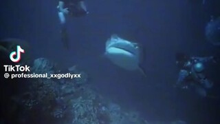 shark said:chill ka lang Hindi ako nangangagat😎