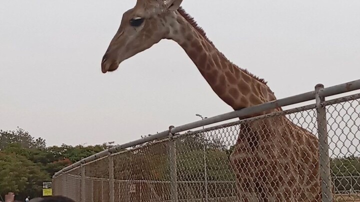 #Danzoo Bahira town karachi