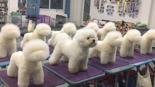 The Tamed Dog