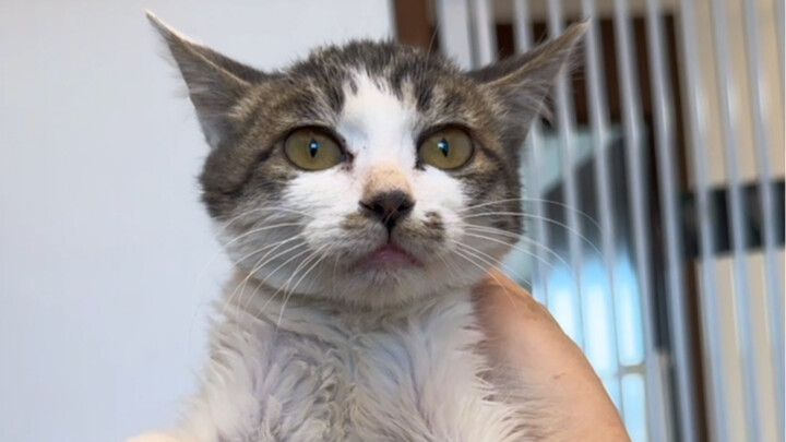 ปรากฏว่าเสี่ยวเฉาถล่มครูหลินได้สบายๆ!