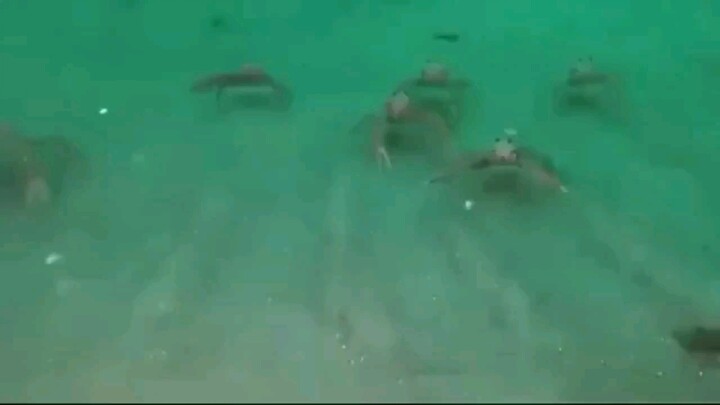 بيئة سرطان الجاسوس