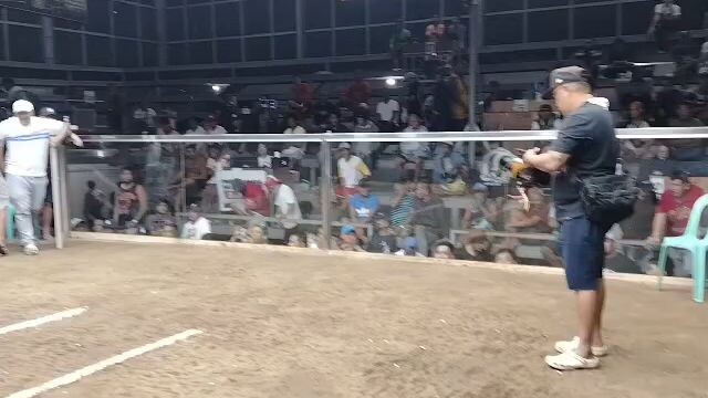 3stag derby victoria col.1st fyt win