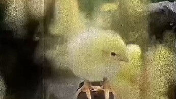 原来……什么都做不到吗？