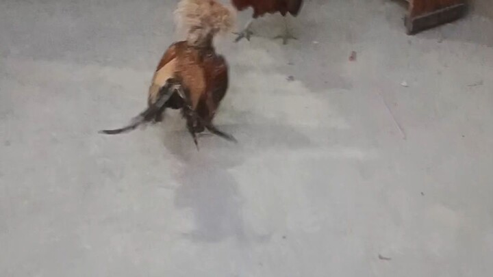 sparring standard bantam