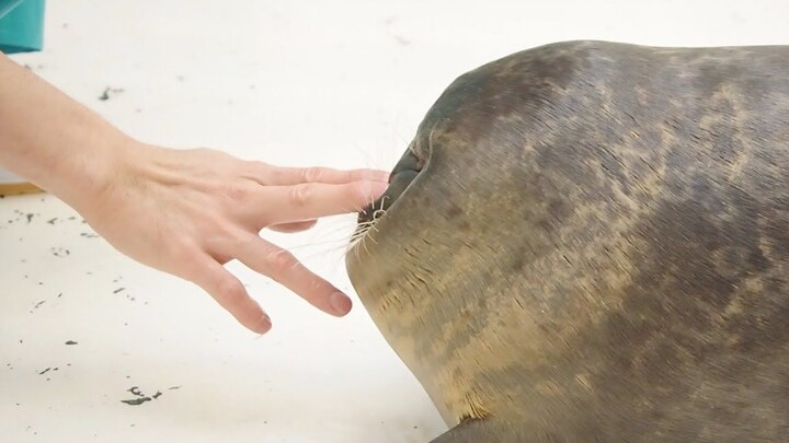海游馆 秘技脸脸消失术