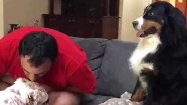 Chó Bernese ghen tị rồi~