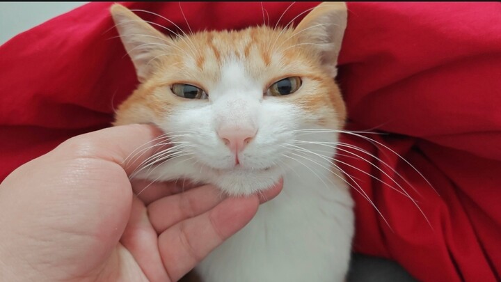 Cat: Stop wailing… What even is our relationship, you ask me?